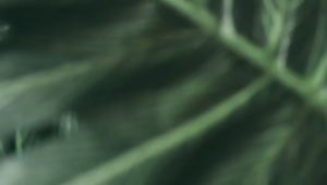 Parfum Kualitas Premium Vanilla Cake Paling Wangi Edp 35 ML