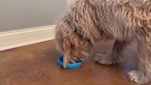 Slow Food Bowl Feeder Pet Bowl Tableware Anti-tip Pads Suction Cups Slow Food Basins Plates Massage Licking Dog Food Bowl