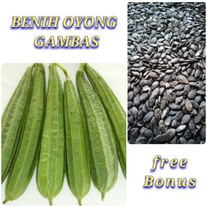 benih|biji oyong gambas lokal paket (250 butir)