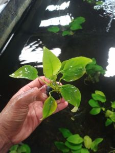 anubias golden tanaman aquascape media wabikusa