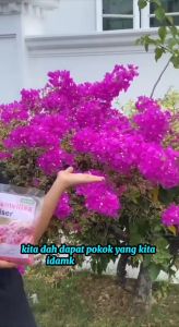 Agro Farm Bougainvillea Fertilizer / Baja Bunga Kertas / Baja Bunga / Baja Cepat Berbunga - Lazada