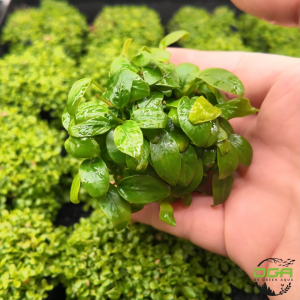Aquatic plants Anubias barteri var. nana Gold Petite Mini golden(水草迷你黄金小榕)