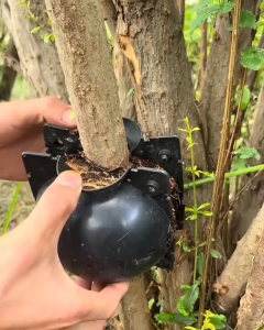 Plant Rooting Ball / Air Layering Propagation Box Size M 8 cm | Alat Bola Cangkok / Kotak Propagasi Stek Tanaman