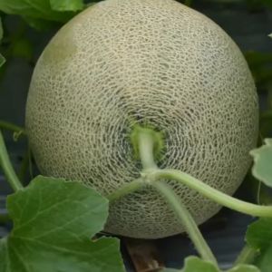 Benih Melon ERNA F1 Cap Mutiara Bumi 40 Butir Tahan Gemini Virus Semi Oval