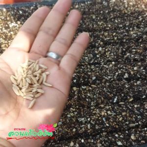 เวอร์มิคูไลท์ และเพอร์ไลท์ วัสดุผสมดินปลูกพืชสมุนไพร ปลูกต้นชา ช่วยระบายน้ำรักษาความชื้นเร่งการแตกกิ่ง