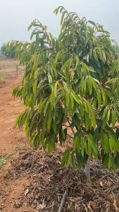 ธรณีสยาม ชุดเฉพาะกิจ แก้ปัญหาดิน เชื้อรา ฟื้นฟูต้น ในเซตเดียว ไม่อันตรายต่อคน สัตว์เลี้ยง พืช ชุดเครื่องดื่ม ส่วนประหยัด