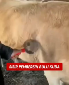 Sisir Bulu Sapi Kerbau Kuda dan Kambing - 6 putaran