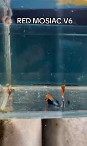 GUPPY RED MOSIAC V6 PAIR 🇻🇳🇻🇳🇻🇳🇻🇳🇻🇳 (GRADE)