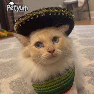 PetYum Cat Dry Food Carnivore Classics Seafood Feast 1kg Collection - PetMate cats healthiest kibble kibbles pet pets