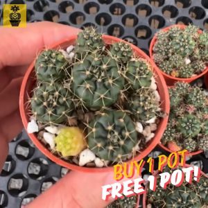 (Buy 1 Free 1) Gymnocalycium Damsii / Cactus Succulents / Kaktus Sukulen