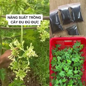 Hạt giống đu đủ đực siêu hoa (100 Hạt)