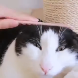 Fish Shaped Cat Tongue Comb / Cat Kitten Massage Comb Brush Grooming Tool