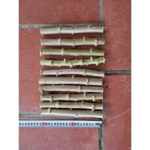 Giống sắn nghệ- khoai mì ruột vàng