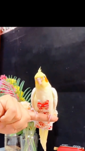 Quần áo kiêm tã vải cho chim vẹt link 2 (Hàng mới về) - Hara Pet Store