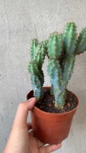 XƯƠNG RỒNG TRỤ LONG KT 20-23cm- xuất xứ Đà Lạt khoẻ đẹpLỖI 1 ĐỔI 1