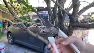 Kéo cắt cành - kéo bấm cành cây cảnh tay màu đồng xịn sắc bén