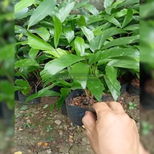 Cây đủng đỉnh giống cực đẹp
