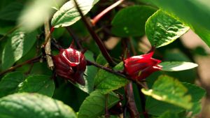 ดอกกระเจี๊ยบแดง กระเจี๊ยบแห้ง 50 กรัม Roselle Dried ดอกสดแดง สะอาด ชาสมุนไพร ตรา ปราชญา