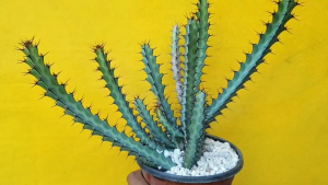 ต้นยูโฟร์เบีย ยูโฟร์เบีย กรีนเวย์ Euphorbia greenwayi  #เมล็ดพันธุ์พืช #กระถาง #Euphorbia