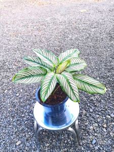 คล้า ขุนแผนเรียกทรัพย์ Calathea cv. Sanderiana คล้ามงคล ความเชื่อด้านด้านเมตตามหานิยม เรียกทรัพย์ช่วยเรื่องค้าขาย จัดส่งพร้อมกระถาง 8นิ้ว