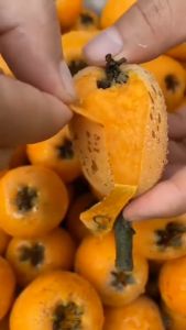 Bibit Leci Kuning & Bibit Leci Biwa: Aneka Bibit Unggul Nirwana