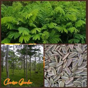 BIJI/BENIH TANAMAN SENGON KUALIATAS  SUPER