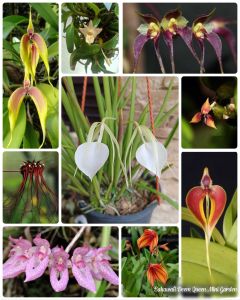 Original Orkid Hutan wangi  Orchid Species兰花种类