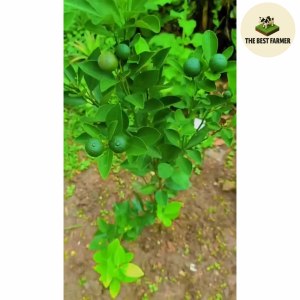 Booster 88 150ml – Powerful Organic Booster to Maximize Crop Yield Flower & Fruit Size