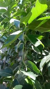 LÁ VỐI NẾP TƯƠI-HỖ TRỢ GIẢM CÂN-GIẢM MỠ -MÙI VỊ THƠM NGON