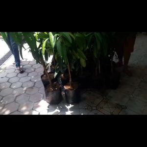 Bibit Mangga Gandaria Thailand Super Cepat Berbuah