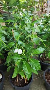 พุดนวลจันทร์​ ดอกขาวนวลสวย  ต้นแข็งแรง