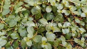 Ludwigia Ovalis卵 叶水丁香-emerged水上叶/6 stems /Aquatic plant/Tumbuhan Akuatik/Terrarium/ Paludarium/Vivarium