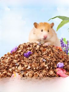 Bukaxing Hamster Buckwheat Sand Bedding Summer Products for Golden Retriever Hamsters Walnut Sand Deodorizing Wood Shavings