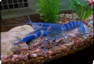 lobster air tawar hiasan (Rc blue) 4 ekor 2 inchi