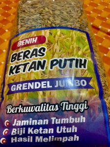 1KG BENIH PADI KETAN PUTIH GRENDEL JUMBO SUPER SIAP TANAM