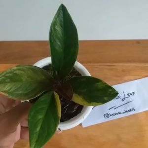 Tanaman Hias Jemani Mangkuk Tornado Variegata: Keindahan Interior & Outdoor