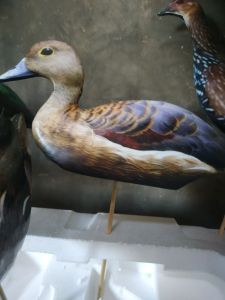 (BISA COD) JONTROT BURUNG RAWA BELIBIS MANDAR PELAN TEKUKUR PUNAI WALIK AYAM UTAN BETINA/ boneka patung dekoy burung