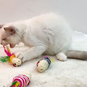 (COD) หนูปลอม ของเล่นแมว หนูเชือกหางขนนก หนูเชือกป่าน ของเล่นกัด ฝนเล็บได้ หนูขัดฟัน พร้อมส่ง