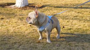 PE-710 สายจูงรัดสำหรับสุนัข ชุดเสื้อกั๊ก และสายจูงสะท้อนแสง รูปตัว ขนาดเล็ก ระบายอากาศได้ดี สําหรับสัตว์เลี้ยง สุนัข แมว