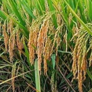 BENIH PADI UNGGUL CIBATU 1kg