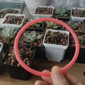 Vòng chắn bèo cho bể cá tép cảnh - Nhiều size - Tiện lợi để ngắm cá - bằng nhựa dẽo chất lượng - Không biến dạng khi trời nóng.