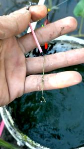 Rangkaian Kail Pancing Lumut Ukuran No 1 sampai No 10 Termurah