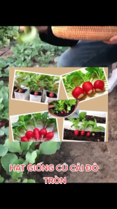 Hạt giống củ cải đỏ tí hon F1 - ( 5gram/gói )