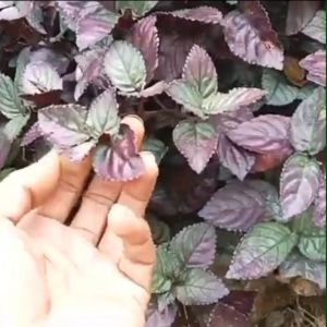 Bibit Daun Syaraf Herbal / Daun Saraf Ungu Murah