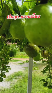 50 เมล็ด เสาวรสสีม่วง Passiflora edulis เมล็ดเสาวรสสีม่วง เสม่วง Passion Fruit แพสชั่นฟรุต เสาวรส กะทกรกฝรั่ง เสาวรสม่วง เสาวรสพันธุ์สีม่วง