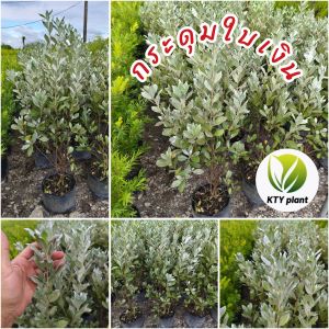 ต้นกระดุมใบเงิน สูง 80-100ซม. กระดุมใบเงิน