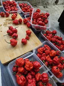 CAROLINA REAPER BUNGA FREE SEEDS