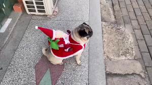 SKISOPGO Christmas Dog Costume Funny Christmas Santa Claus Riding Dog Holiday Outfit Clothing Pet Cosplay New Year Dressing Up