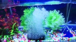 Đĩa Sủi Oxy Siêu Mịn 10–30cm – Tạo Bọt Khí Nhỏ – Hỗ Trợ Oxy Cho Hồ Cá Koi & Cá Cảnh