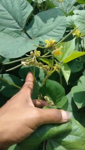 Pupuk Cair Leili 2000 1 liter/Pupuk Cair Leili 1 liter/Pupuk Anongarnik Cair Leili 1 liter Pupuk Organik Ramah Lingkungan Fertilizer Biologis Untuk Tanaman - Lazada